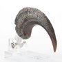 Velociraptor Foot Claw ECC Line