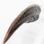 Velociraptor Hand Claw ECC Line
