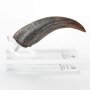 Velociraptor Hand Claw ECC Line
