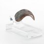 Velociraptor Hand Claw ECC Line