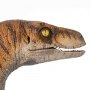 Velociraptor Male