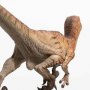 Velociraptor Male
