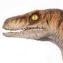 Velociraptor Male