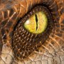 Velociraptor Male