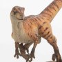 Velociraptor Male