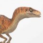 Velociraptor Male
