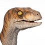 Velociraptor Male