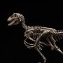 Velociraptor Skeleton Bronze