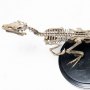 Velociraptor Skeleton Bronze