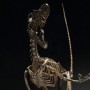 Velociraptor Skeleton