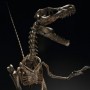 Velociraptor Skeleton