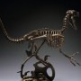 Velociraptor Skeleton
