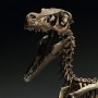 Velociraptor Skeleton