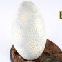 Velociraptor Egg