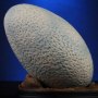 Velociraptor Egg