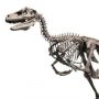 Velociraptor Skeleton Bronze Large