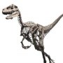 Velociraptor Skeleton Bronze Large