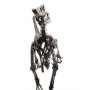 Velociraptor Skeleton Bronze Large