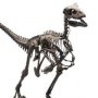 Velociraptor Skeleton Bronze Large