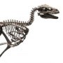 Velociraptor Skeleton Bronze Large