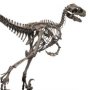 Velociraptor Skeleton Bronze Large