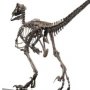 Velociraptor Skeleton Bronze Large