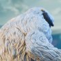 Wampa (Empire Strikes Back)