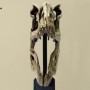 Venatosaurus Skull (studio)