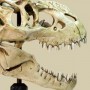 V-Rex Skull (studio)