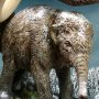 Woolly Mammoth 2.0 Winter Wonders Of Wild Series