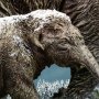 Woolly Mammoth 2.0 Winter Wonders Of Wild Series