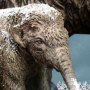 Woolly Mammoth 2.0 Winter Wonders Of Wild Series