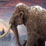 Woolly Mammoth Wonders Of Wild Series