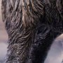 Woolly Mammoth Wonders Of Wild Series