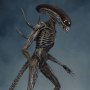 Xenomorph