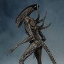 Xenomorph