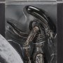 Xenomorph