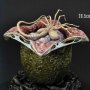 Xenomorph Egg Open Version