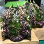 Zeratul Vs. Hydralisk
